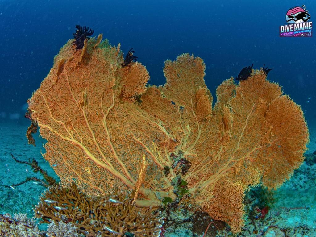 Khaolak Dive Resort Khao Lak Dış mekan fotoğraf