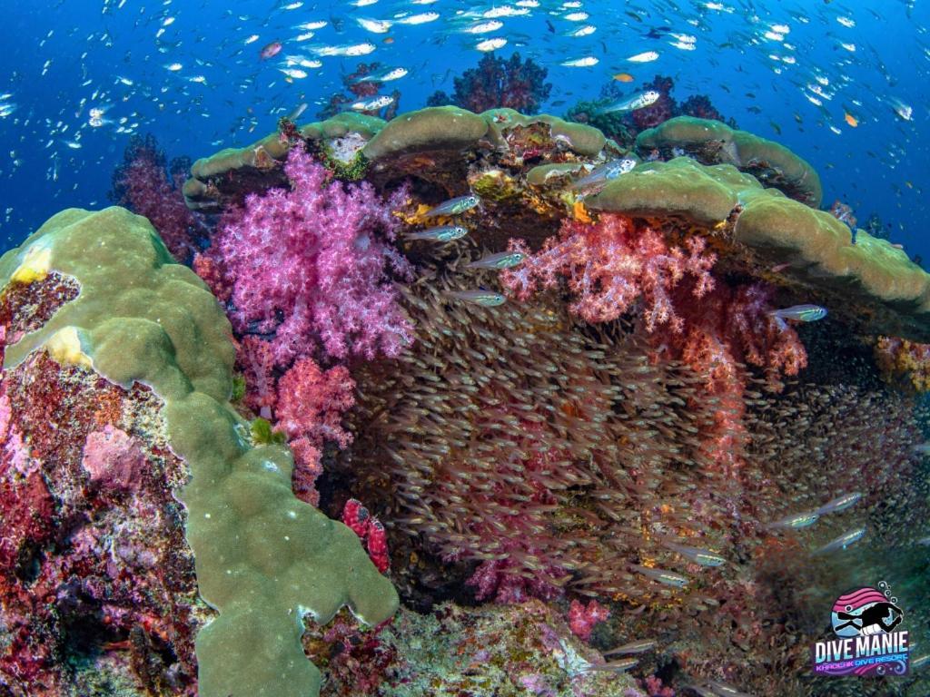 Khaolak Dive Resort Khao Lak Dış mekan fotoğraf