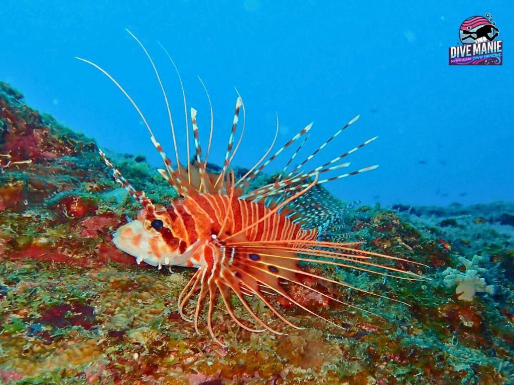 Khaolak Dive Resort Khao Lak Dış mekan fotoğraf